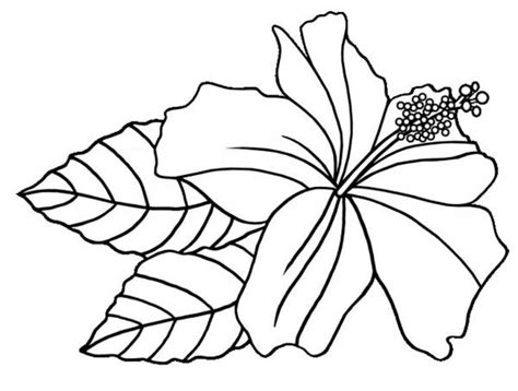 hawaiian flower coloring pages getcoloringpages  hawaiian flowers
