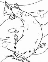 Catfish Coloring Pages Fish Printable Drawing Kids Coloringbay Getdrawings Nebraska Channel State Book Drawings Template sketch template