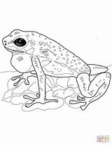 Frog Poison Dart Coloring Coqui Strawberry Pages Drawing Realistic Supercoloring Printable Frogs Sheets Adult sketch template