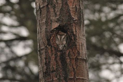eastern screech owl at nest cavity by alex lamoreaux nemesis bird