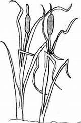 Coloring Pages Cattail Cattails Template sketch template