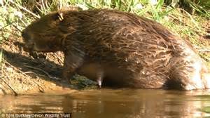 pregnant beaver milf nude photo