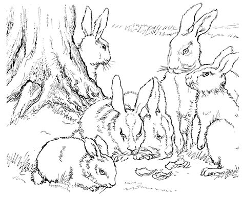 rabbit family coloring pages