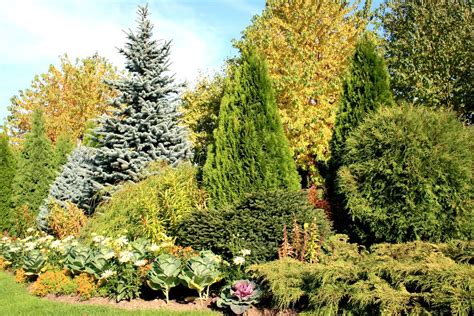 practical   evergreen trees reliable tree care