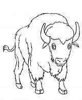 Bison Coloring Pages Printable Kids Bestcoloringpagesforkids Toddlers Coloringbay sketch template
