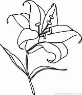 Easter Coloring Lily Getdrawings sketch template