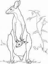Animal Australian Wallaby Template Kangaroo Coloring Pages Templates Baby Animals Drawing Colouring Outline Mother Rock Printable Drawings Kids Shapes Crafts sketch template