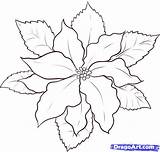 Poinsettia Christmas Draw Coloring Drawing Step Flower Dragoart Pages Outline Poinsettias Flowers Drawings Clipart Tattoo Watercolor Para Colorear Poinsetta Easy sketch template