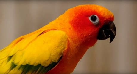 parrot dice  hundreds
