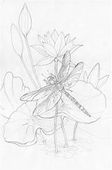 Dragonfly Bergsma Colouring Jody Desenho Lotus sketch template