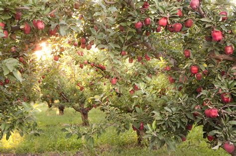 apple orchards    farm house