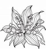 Lily Valley Coloring Supercoloring Pages Printable sketch template