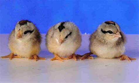 Gold Duckwing Old English Bantam Chicks Cackle Hatchery