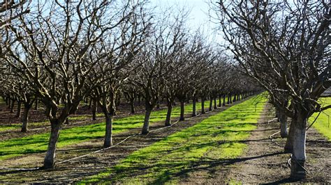 As Warm Winters Mess With Nut Trees Sex Lives Farmers Help Them