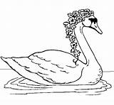 Cisne Cygne Cigno Fiori Cigne Pintar Cisnes Colorier Flors Sisne Coloritou Dibuix Acolore Dibuixos Oiseaux Dessins sketch template