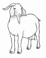 Goat Drawing Nubian Drawings Getdrawings sketch template