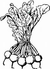 Turnip Beetroot Beet Getdrawings sketch template