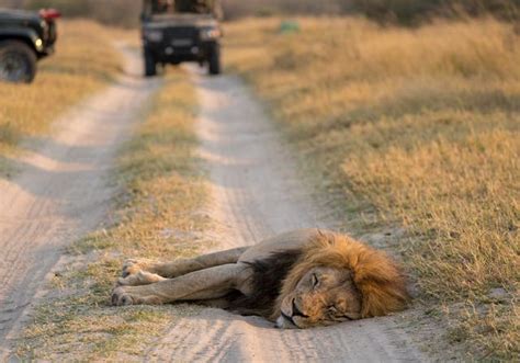 top tips for self driving in botswana far and wild travel