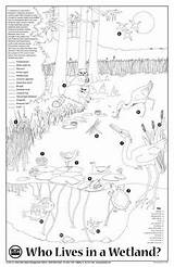 Habitat Habitats Freshwater Worksheet Activities Wetlands Coloring sketch template