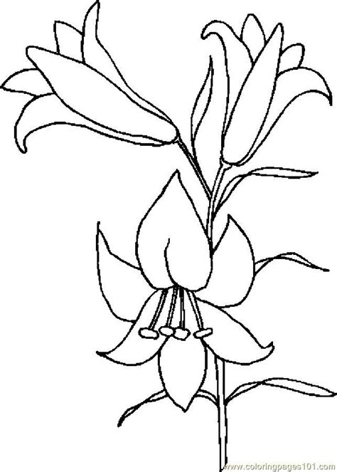 easter lily drawing lily coloring page flower drawing lilies