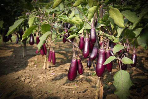bt eggplant improving lives  bangladesh cornell chronicle