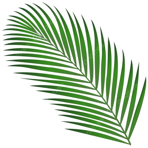 coconut tree leaf vector hd png images coconut leaf clipart coconut