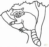 Coloring Raccoon Getcolorings sketch template