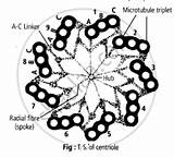 Class Centrosome Structure Biology Ncert Centrioles Cell Unit Life Diagram Centriole Solutions Diagrams Describe Withthe Labelled Following Help Shaalaa Hub sketch template
