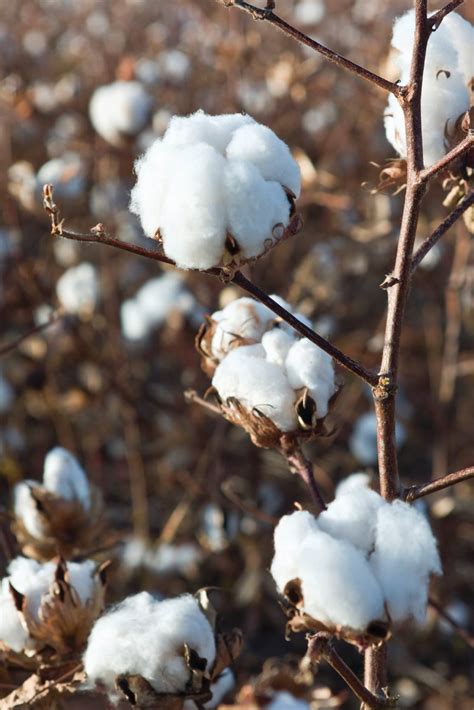 cotton contracting considerations texas agriculture law