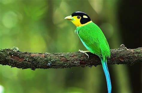 long tailed broadbill charismatic planet