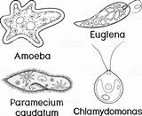 Amoeba Paramecium Unicellular Organisms Euglena Caudatum Chlamydomonas Proteus Protozoa Viridis Worksheet sketch template