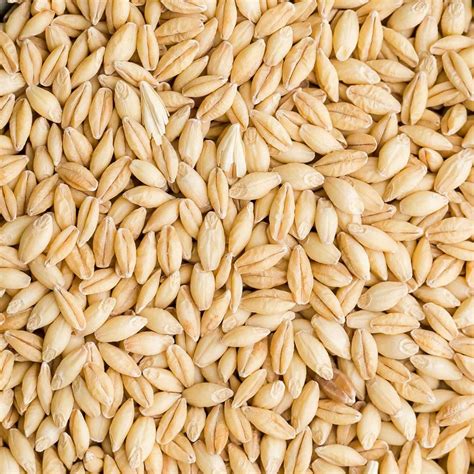 feedgrain focus barley eases  wheat sorghum hold ground grain