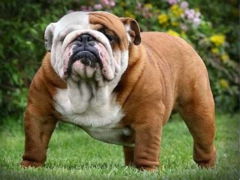 huge english bulldog