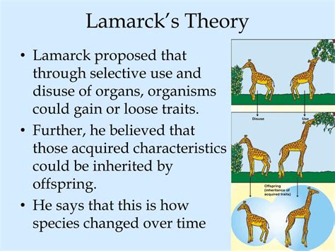 ppt darwin s theory of evolution powerpoint presentation free