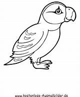 Vogel Voegel Ausmalen Ausmalbild Vögel sketch template