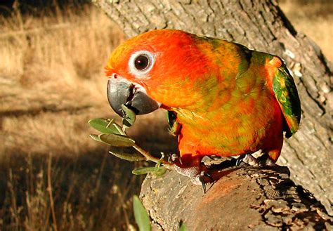 sun parakeet  life  animals