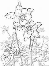 Columbine Coloring4free sketch template