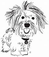 Havanese Coloring Dog Drawing Pages Dogs Cartoon Havanais Bichon Cute Puppy Animal Getcolorings Pups Awareness Charity Dollars Raises Drawings Quilts sketch template