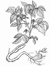 Plant Ivy Poison Drawing Getdrawings Toxicodendron Drawings Paintingvalley sketch template