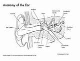 Anatomy Ear Diagrams Coloring Labeling Reference Information sketch template