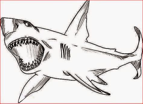 coloring pages sharks printable