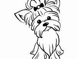 Yorkie Coloring Pages Puppy Drawings Dog Printable Getdrawings Getcolorings Color Print Rescue Paintingvalley Colouring sketch template