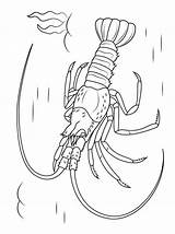 Lobster Larry Kreeften Hummer Malvorlage Kleurplaat Kleurplaten Stimmen sketch template