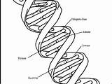 Coloring Dna Sheet Helix Double Getdrawings Getcolorings Drawing sketch template