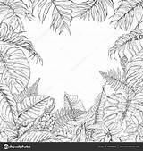 Plantes Tropicales Cadre Palm Colouring Floral Monstera Monochrome Contour Fern sketch template