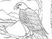birds insects  coloring pages