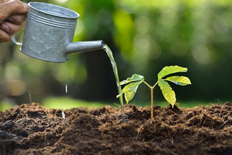 types  soil    affect plant growth sc garden guru