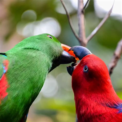 eclectus parrot youtube