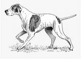 Shorthaired Pointer German sketch template