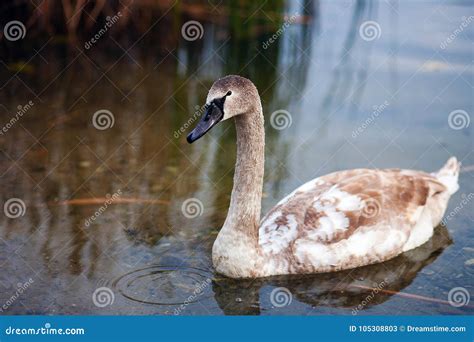 young swan   walk stock image image  lake wildlife